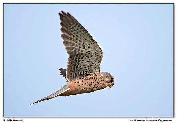 Common Kestrel (Torenvalk) at the Plompe Toren near Koudekerke at Schouwen-Duiveland