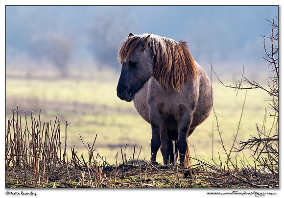 Konikhorse (Konikpaard) at the Oostvaardersplassen - De Wildroosters