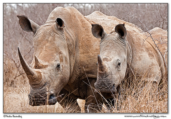 White Rhinoceros (Witte Neushoorn) at the Hlane Royal National Park