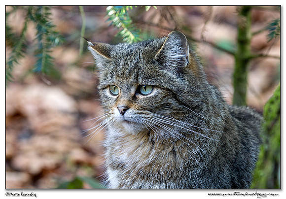 Wildcat (Wilde Kat) at the Bavarian Forest National Park