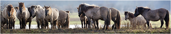 Konikhorse (Konikpaard) at the Oostvaardersplassen - De Wildroosters