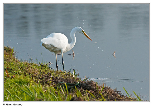 Great Egret (Grote Zilverreiger) near Hazerswoude in the meadow birds reserve De Wilck