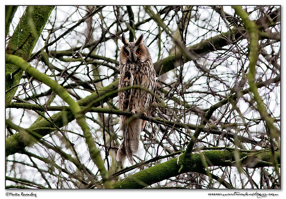 Long-eared Owl (Ransuil) near Zwammerdam
