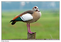 Geese