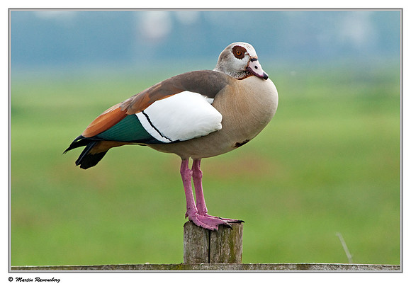 Egyptian Goose (Nijlgans) at the Reeuwijkse Plassen