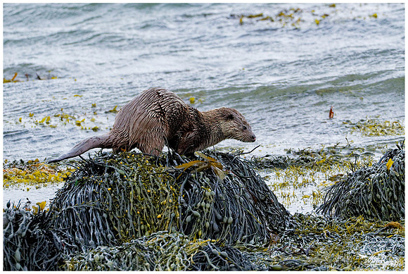 Eurasian Otter (Europese Otter) on the Isle of Mull - Scotland