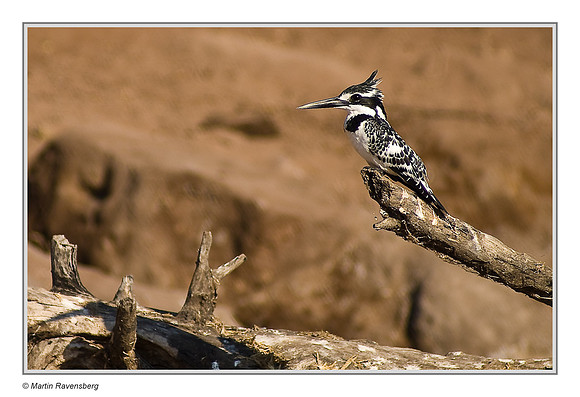 Pied Kingfisher
