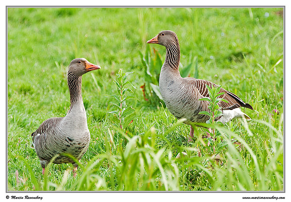 Greylag Goose (Grauwe Gans) at the Reeuwijkse Plassen