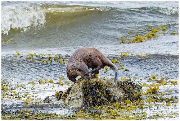 Eurasian Otter (Europese Otter) on the Isle of Mull - Scotland