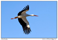 Storks