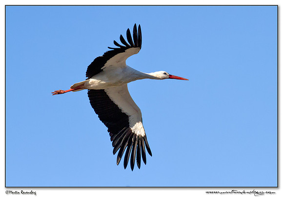 White Stork (Ooievaar) at the Nature Park Lelystad