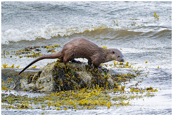 Eurasian Otter (Europese Otter) on the Isle of Mull - Scotland