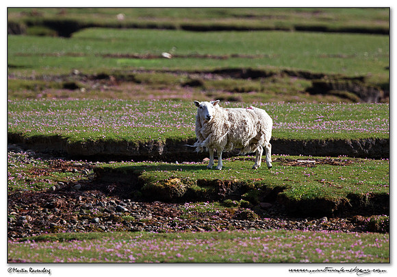 A Cheviot sheep at Dundonnell