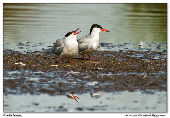 Common Tern (Visdief) at the Groene Jonker nature area near Noorden