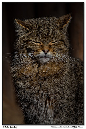 Wildcat (Wilde Kat) at the Bavarian Forest National Park