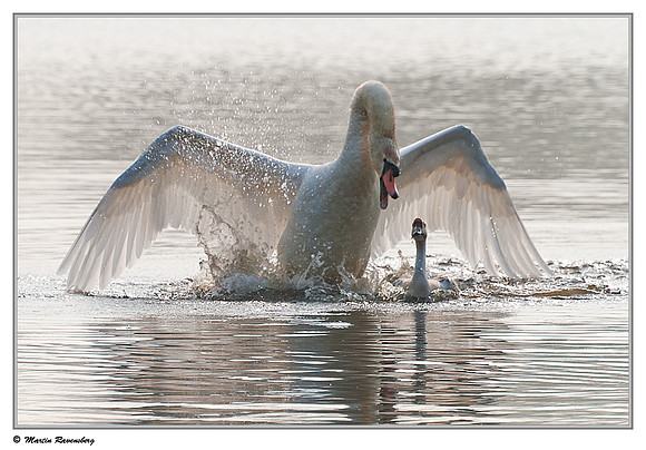'Wild Goose Chase'  - Mute Swan (Knobbelzwaan) & Domestic Goose near Hazerswoude, Spookverlaat - Amalia Hut