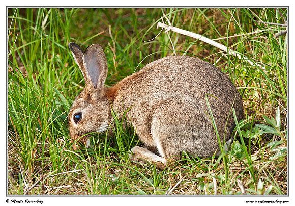 Rabbit (Konijn) at the Amsterdamse Waterleiding Duinen Nature Reserve