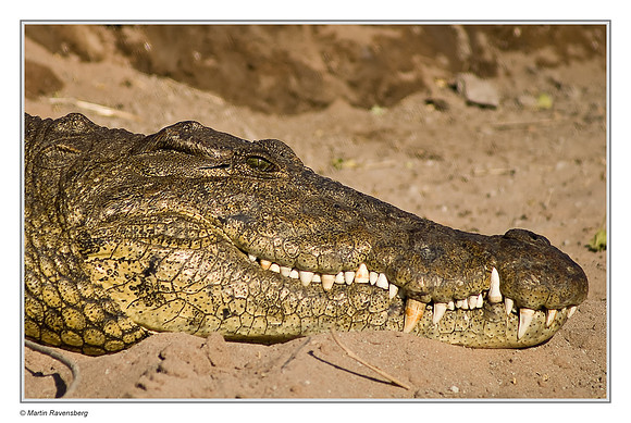 Nile Crocodile