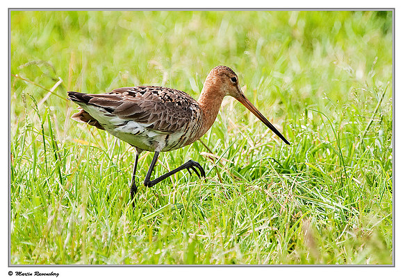 Black-tailed Godwit (Grutto) at the Reeuwijkse Plassen