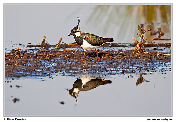 Northern Lapwing (Kievit) at the Groene Jonker nature area near Nieuwkoop