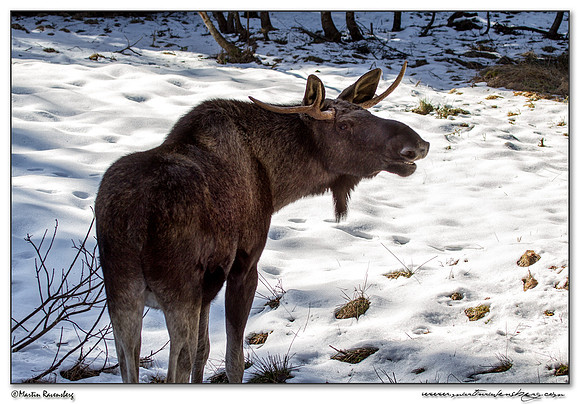 Moose (Eland) at the Bavarian Forest National Park
