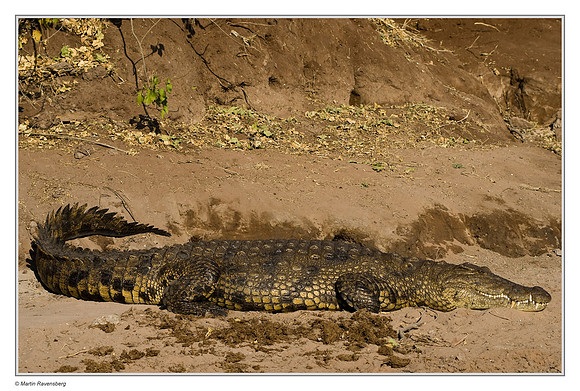 Nile Crocodile