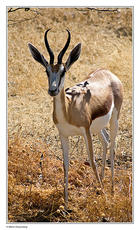 Springbok in Etosha National Park