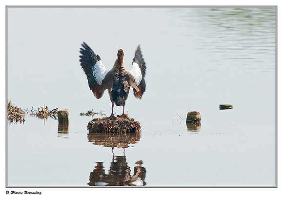 Egyptian Goose (Nijlgans) at the Reeuwijkse Plassen