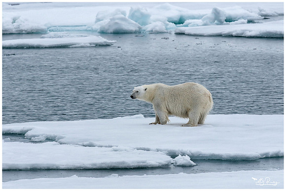 Polar Bear (IJsbeer) at Vibebukta, at the south west coast of the Nordaustlandet Island.
