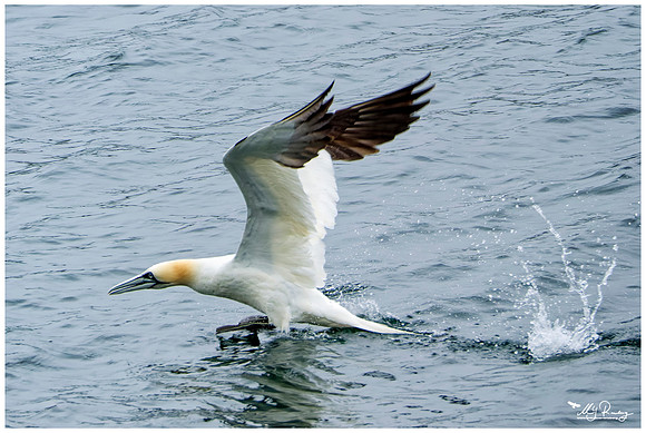 Northern Gannet (Jan-van-Gent) on the Isle of Mull - Scotland