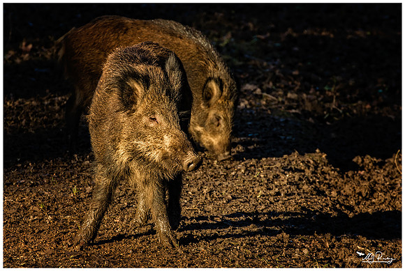 Nature Park Lelystad