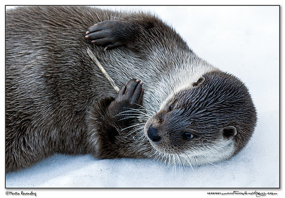 European Otter (Europese Otter) at the Bavarian Forest National Park