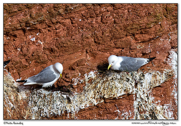 Kittiwake (Drieteenmeeuw) at Heligoland (Helgoland) - Germany