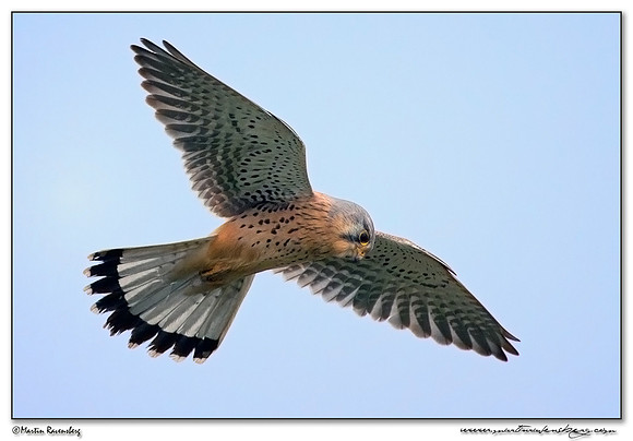 Common Kestrel (Torenvalk) at the Plompe Toren near Koudekerke at Schouwen-Duiveland