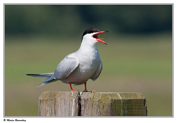 Common Tern (Visdiefje) near Gouda