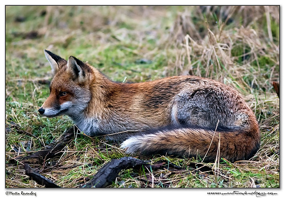 Red Fox (Vos) at the Amsterdamse Waterleiding Duinen Nature Reserve
