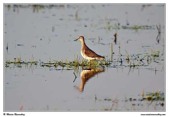 Wood Sandpiper (Bosruiter) at the Groene Jonker nature area near Nieuwkoop
