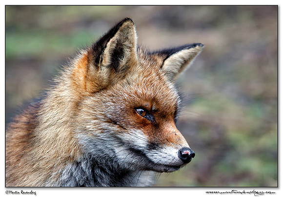 Red Fox (Vos) at the Amsterdamse Waterleiding Duinen Nature Reserve