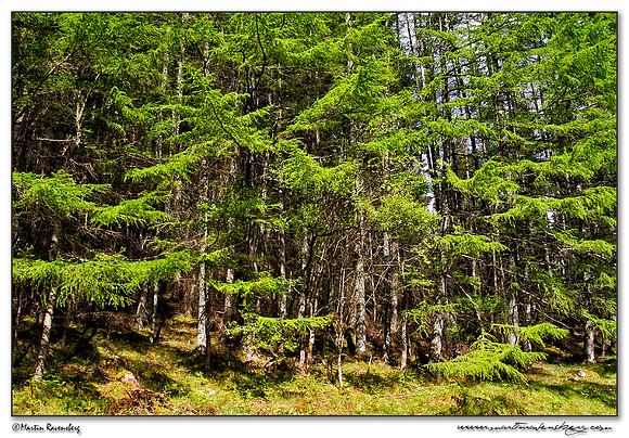 The forest near Dundonnell