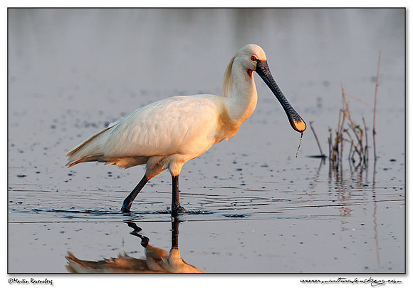 Eurasian Spoonbill or Common Spoonbill (Lepelaar) at the Groene Jonker nature area near Nieuwkoop