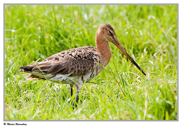 Black-tailed Godwit (Grutto) at the Reeuwijkse Plassen