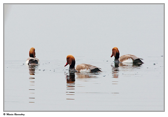 Red-crested Pochard (Krooneend) at the Reeuwijkse Plassen