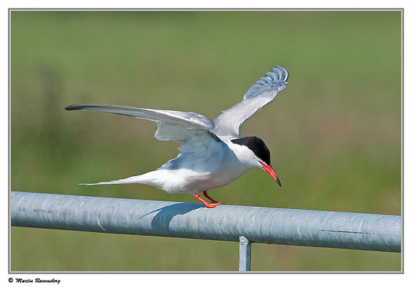 Common Tern (Visdiefje) near Gouda