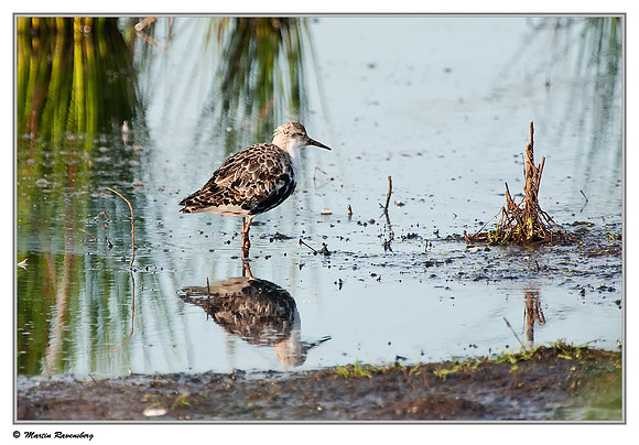 Ruff (Kemphaan) at the Groene Jonker nature area near Nieuwkoop