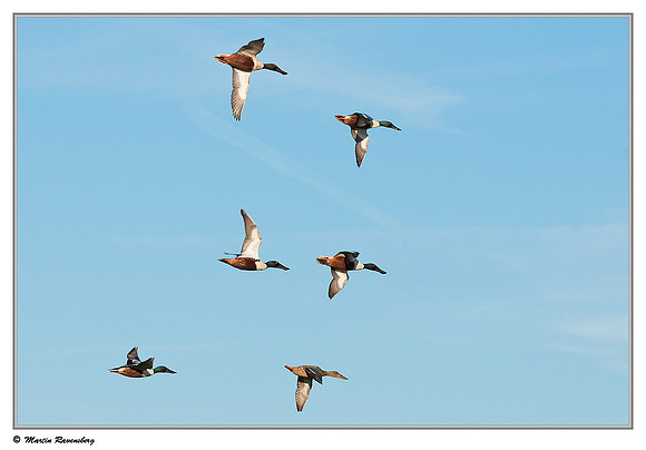 Northern Shoveler (Slobeend) near Hazerswoude in the meadow birds reserve De Wilck