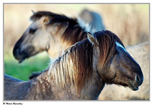 Konikhorses (Konikpaard) at the Oostvaardersplassen - De Poelruiter Vogelkijkhut