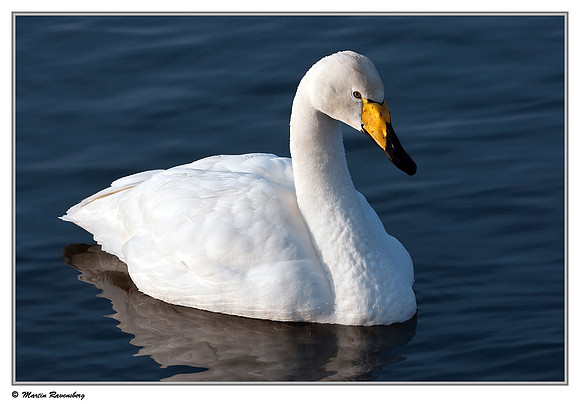 Whooper Swan (Wilde Zwaan) at the Nature Park Lelystad