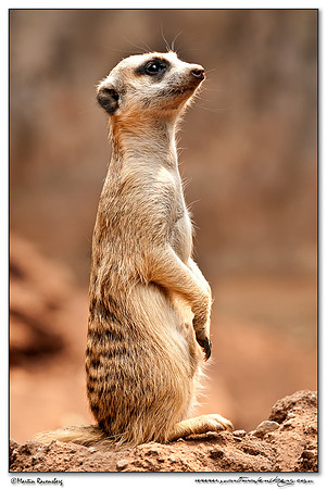 Meerkat (Stokstaartje) at the Kwena Crocodile Sanctuary near Sun City