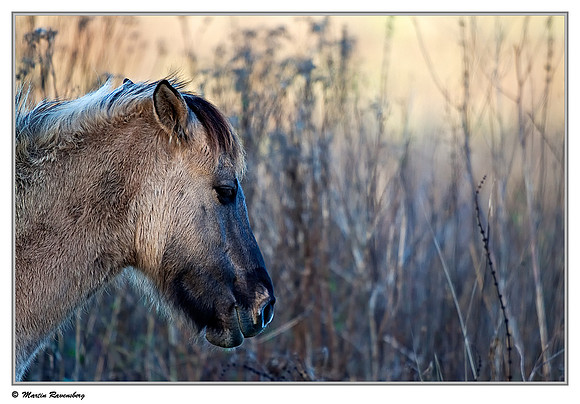 Konikhorse (Konikpaard) at the Oostvaardersplassen - De Poelruiter Vogelkijkhut