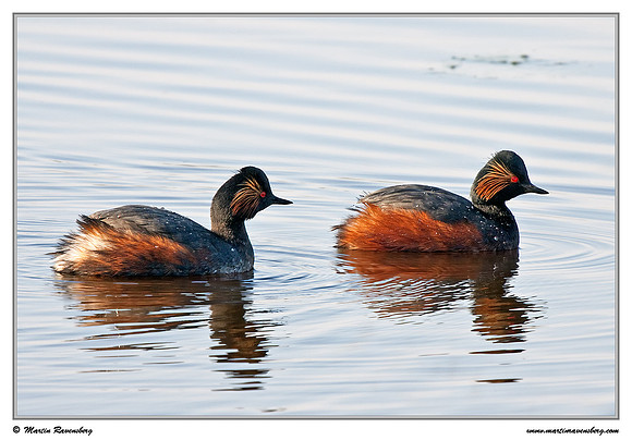 Black-necked Grebe (Geoorde Fuut) at the Groene Jonker nature area near Nieuwkoop